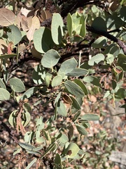 Arctostaphylos viscida mariposa