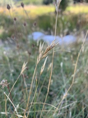 Danthonia unispicata