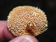 Hydnum umbilicatum