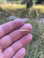 Danthonia unispicata