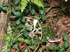 Clavulina cinerea