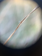 Danthonia unispicata