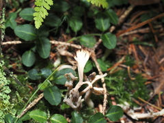 Clavulina cinerea