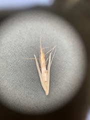 Danthonia unispicata