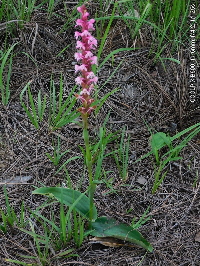Satyrium nepalense