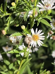Agrotis gladiaria