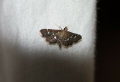 Diathrausta