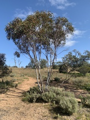 Eucalyptus socialis