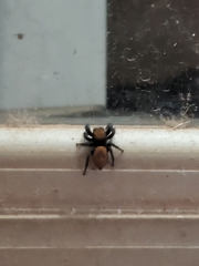 Phidippus apacheanus