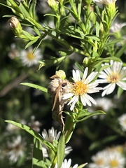Agrotis gladiaria