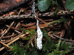 Cordyceps tenuipes