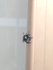 Phidippus apacheanus