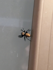 Phidippus apacheanus