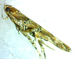 Anatrachyntis rileyi