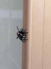 Phidippus apacheanus