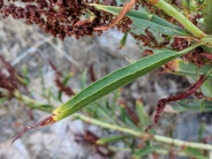 Rumex californicus