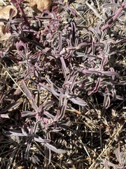 Penstemon laetus