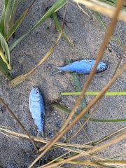 Alosa pseudoharengus