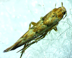Anatrachyntis rileyi