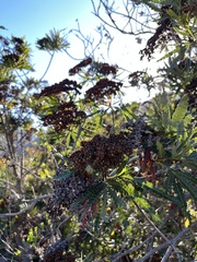Lyonothamnus floribundus