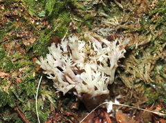 Clavulina cinerea