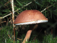 Austroboletus gracilis