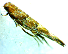 Anatrachyntis rileyi
