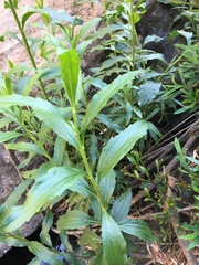 Baccharis sphaerocephala