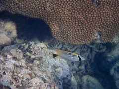 Chaetodon trifascialis