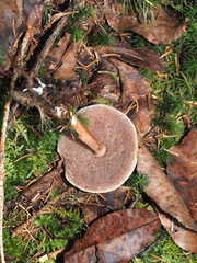 Austroboletus gracilis