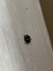 Illeis galbula
