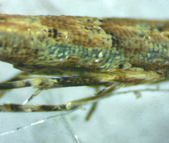 Anatrachyntis rileyi