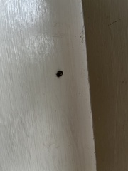 Illeis galbula