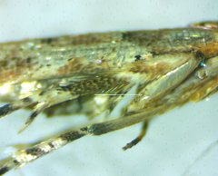 Anatrachyntis rileyi