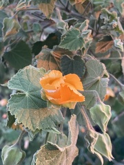 Abutilon grandifolium