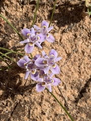 Moraea setifolia
