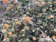Abutilon grandifolium