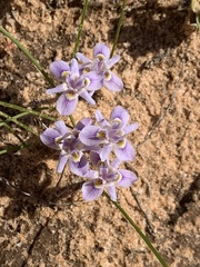 Moraea setifolia