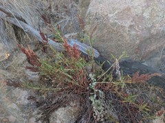 Rumex californicus