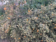 Abutilon grandifolium