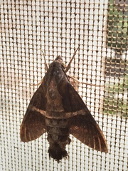 Macroglossum divergens