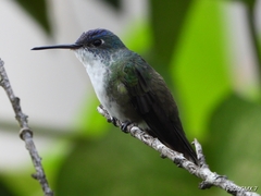 Saucerottia cyanocephala