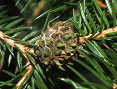 Adelges abietis