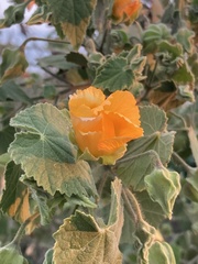 Abutilon grandifolium