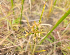 Cyperus haspan