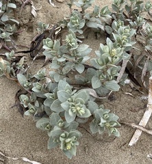Atriplex leucophylla