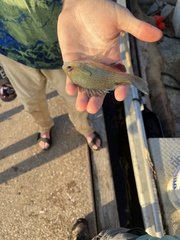 Lepomis megalotis
