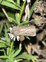 Agrotis gladiaria