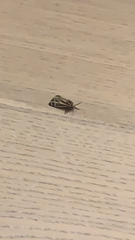 Apantesis phalerata