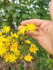 Hieracium sabaudum